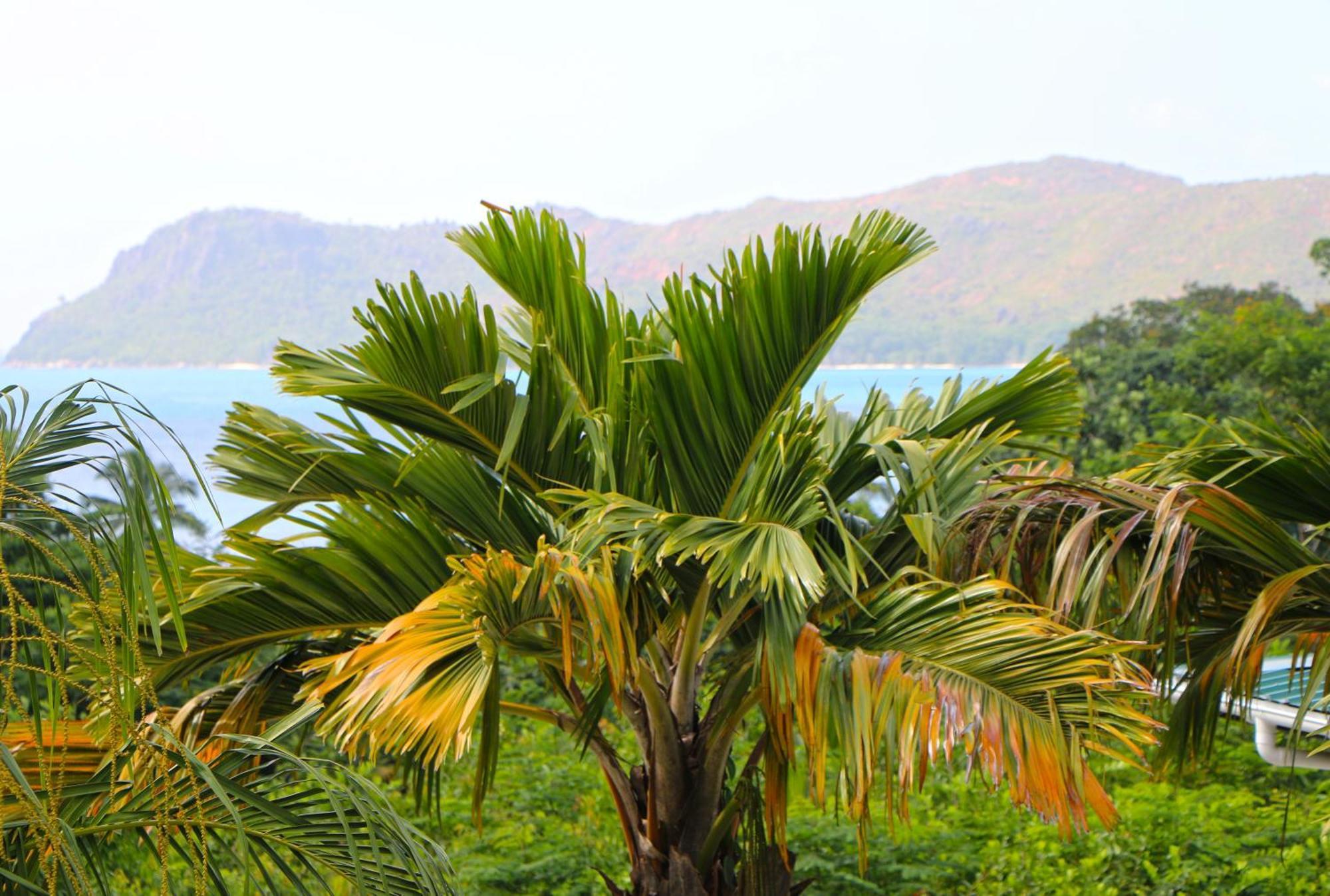 Appartamento Ocean Blue Bay Anse Volbert Village Esterno foto