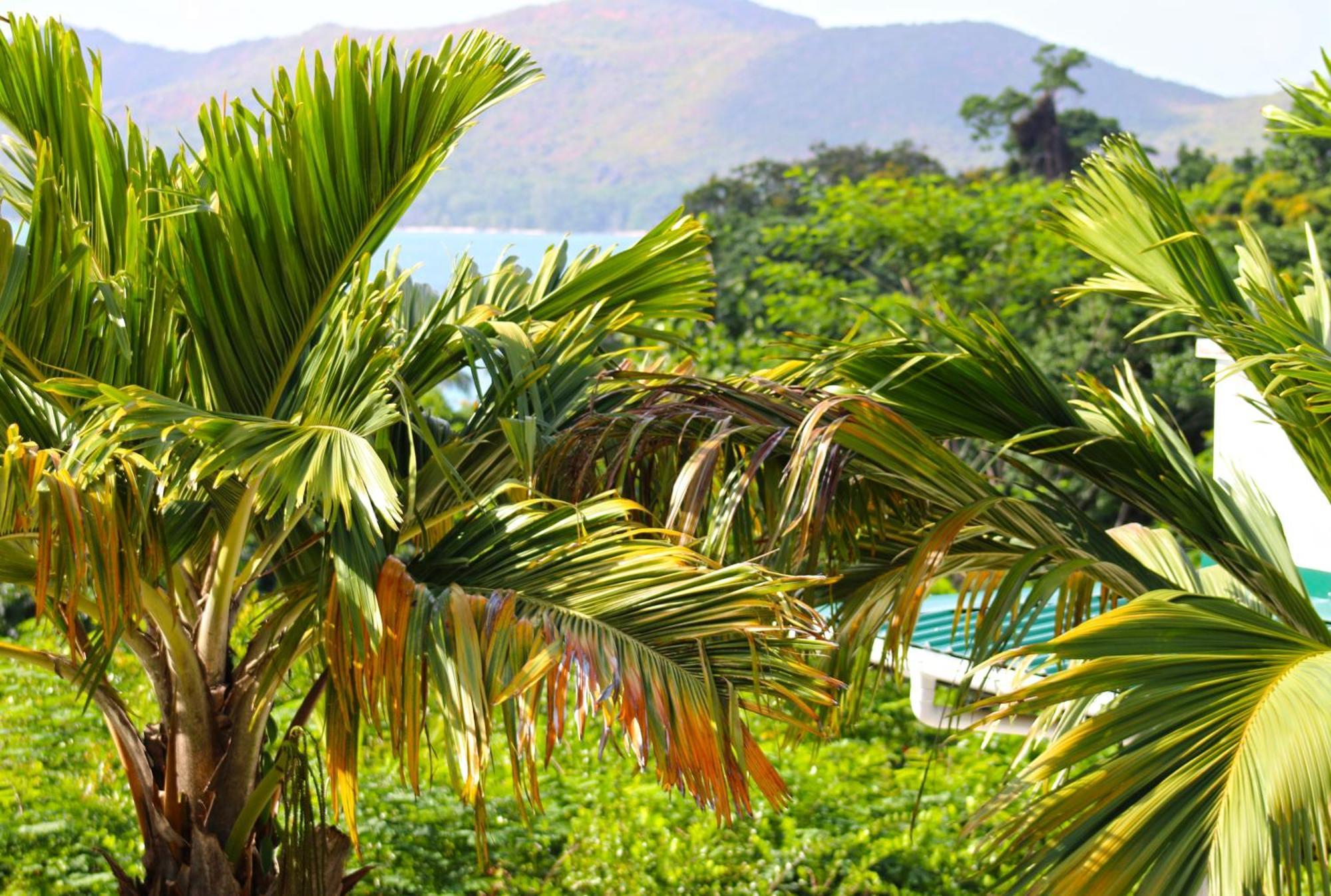 Appartamento Ocean Blue Bay Anse Volbert Village Esterno foto