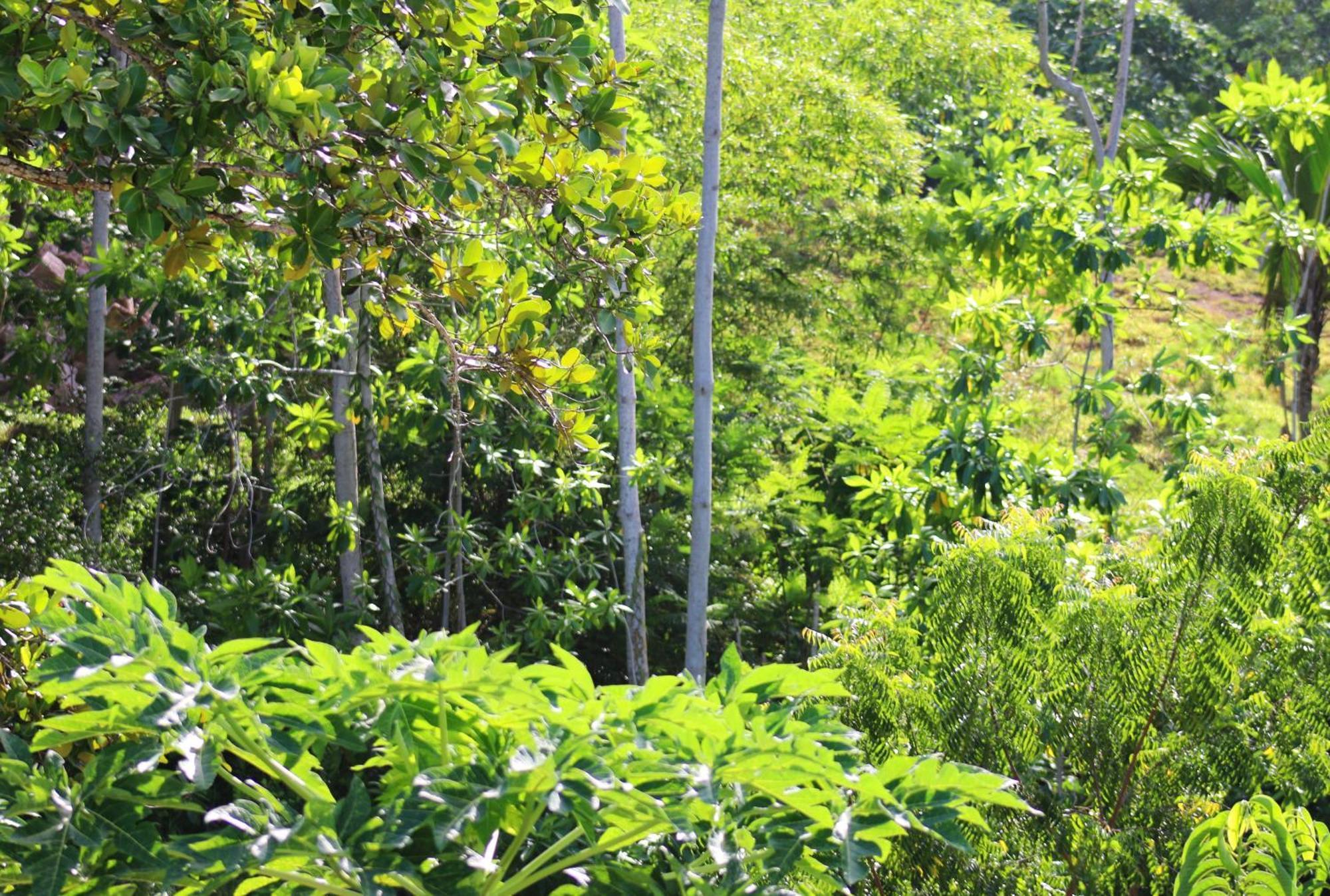 Appartamento Ocean Blue Bay Anse Volbert Village Esterno foto